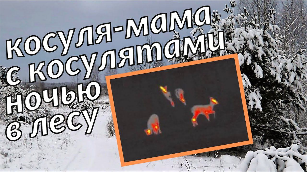 Косуля ночью в лесу / Снимаю тепловизором