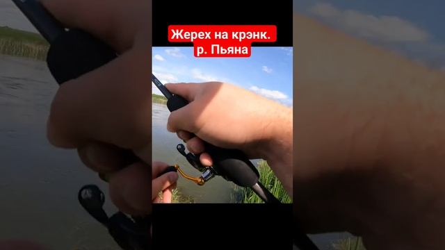 Жерех на  крэнк река Пьяна #рыбалка #fishing #жерех #жерехнаспиннинг