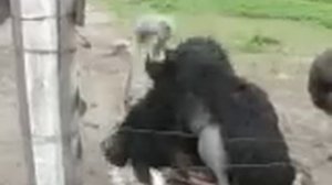 Самец страуса покрывает самку