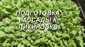 ПОДГОТОВКА РАССАДЫ К ПИКИРОВКЕ