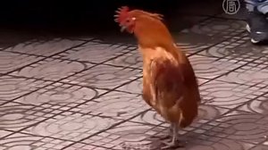 Петух ходит как человек
