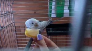 влог||купила волнистого попугая|| адаптация, первые дни дома