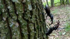 жуки-олени спариваются и дерутся