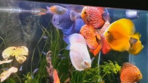 Discus aquarium, discus fish