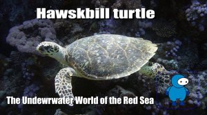 Черепаха Бисса. Подводный мир Красного моря. Hawksbill turtle