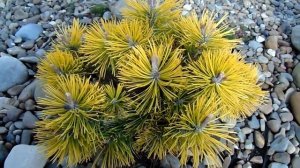 Pinus mugo Zundert