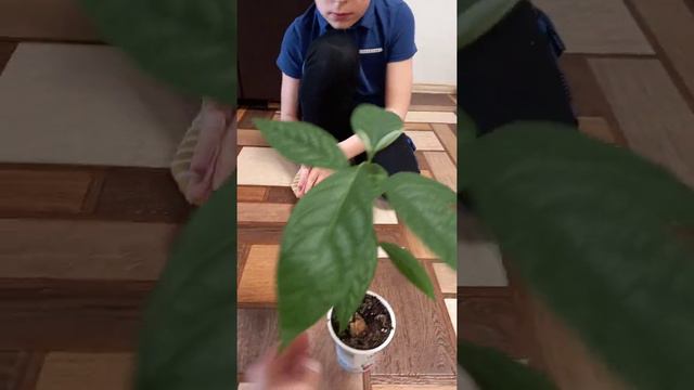 дерево из семечки авокадо смотреть онлайн