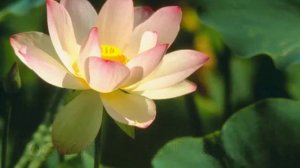 У дороги лилия цвела ,