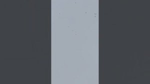 Курские голуби в горе и на земле