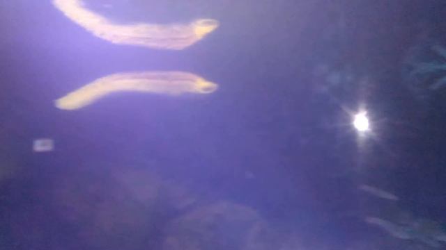 океанариум паттайя 2 смотреть онлайн