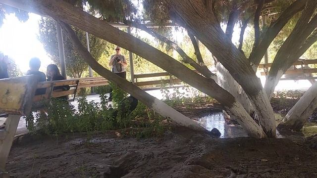 голос павлина. #павлин #голос  #voice #voicex #voiceofpecock #peacock #павлин