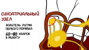 КАК РАБОТАЕТ СЕРДЦЕ ЧЕЛОВЕКА (Анимация)