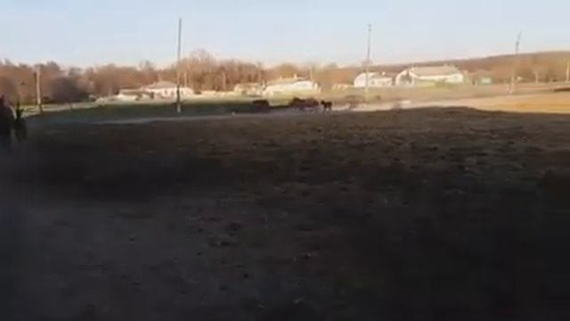 Конематки с жеребятами, Стрелецкий конный завод. (видео 2018 года)