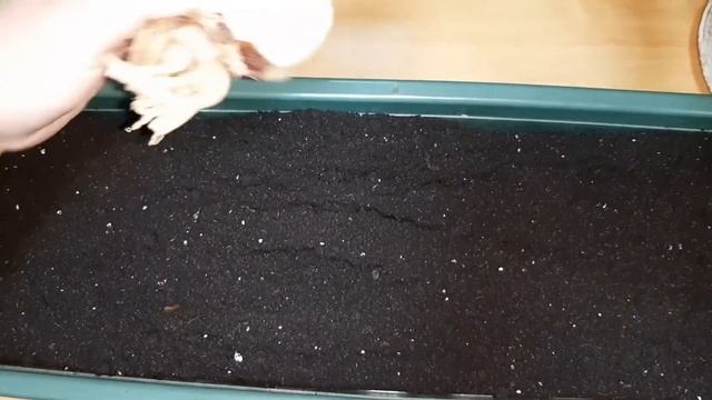 Луковицы Амариллиса/Распаковка посылки/Делюсь скидкой !Кто первый ? смотреть онлайн