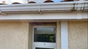 Пылесос против Азиатского Шершня. В бой с пылесосом