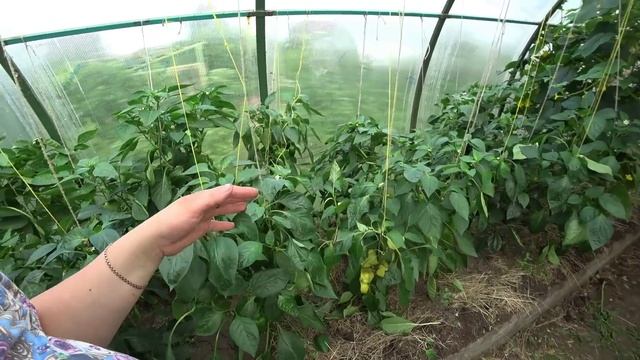 Мои победы и неудачи при выращивании перца