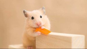 20 ФАКТОВ О ХОМЯКАХ. ЛАЙФХАКИ. ВСЁ О ХОМЯЧКАХ.