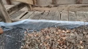 Лук севок спускаю с чердака и фасую в мешки