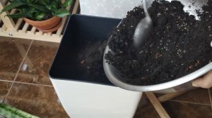 Сансевиерия Wintergreen. Особенности и описание сорта. Посадка в высокий горшок