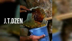 Мед диких пчел