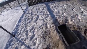 Бизнес на гусях в деревне. Часть 1. Купил стадо гусей в феврале.