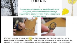 Осенние изменения в неживой природе 2 класс