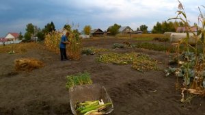 Собрал выросшую за лето кукурузу в огороде.