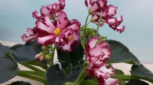 Фиалка химера "Мальтийский орден" (Л.Мещерякова).