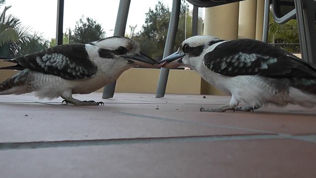 Kookaburra: THE WORLDS MOST DETERMINED BIRD смотреть онлайн