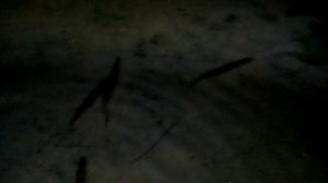 зарыбляем.mp4