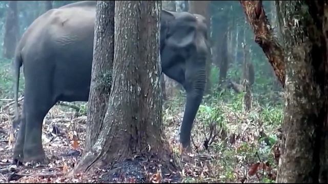 Специалисты ОТОРОПЕЛИ, когда увидели СЛОНА из пасти которого шёл ДЫМ! Что ЭТО такое... смотреть онлайн