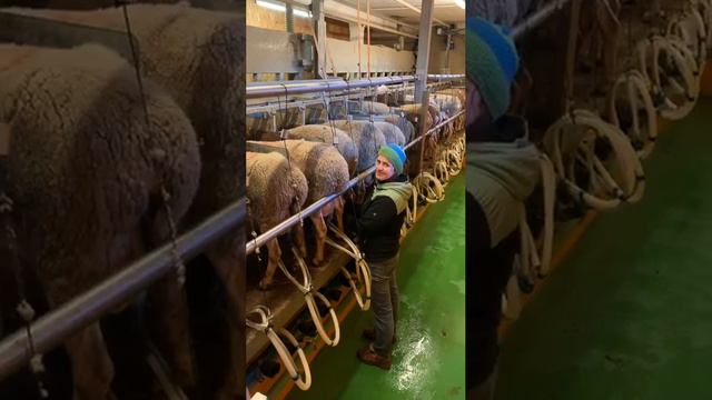 Доение овцематок Лакон в Австрии