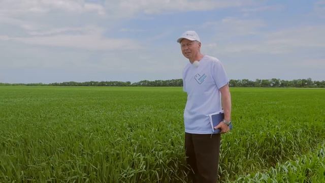 CVS раскрываем потенциал Яровой пшеницы смотреть онлайн