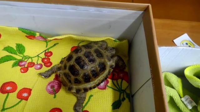 Пожарный праздник! Школы #143 смотреть онлайн