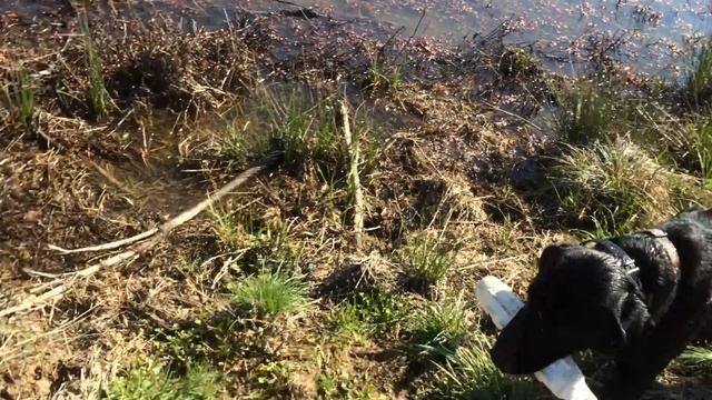 230 Yard Ditch Line Blind - Tank Owned By Dave Fitch смотреть онлайн