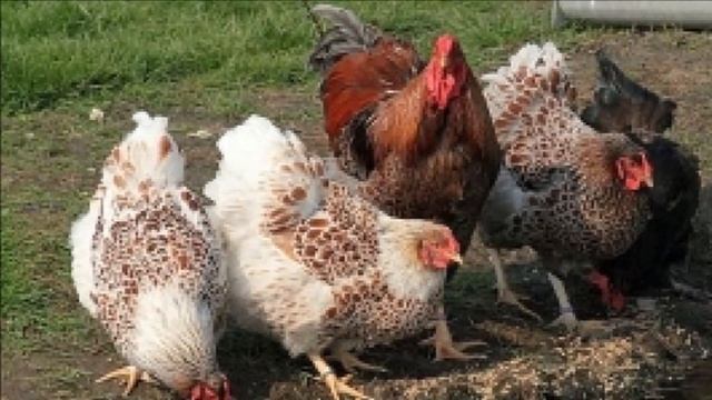 Разведение кур породы Виандот как бизнес идея | Куры Виандот