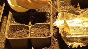 ШОК!!! Двойной удар! При посеве семян пряных трав Тмин (Carum Carvi), Розмарин (Rosmarinus) и т.д.