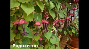 Вьющиеся цветы для Забора, Беседки/БЫСТРОРАСТУЩИЕ Многолетние и Однолетние