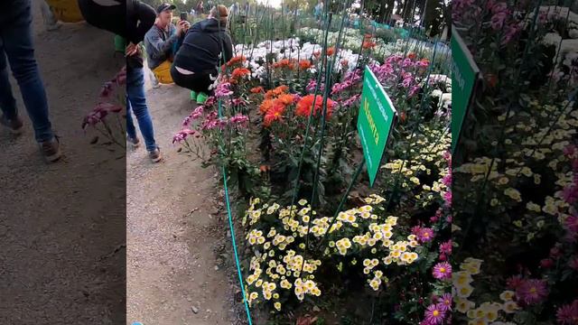 Хризантемы смотреть онлайн