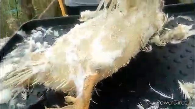 Как забить утку. Забой уток, ощипка белых уток. смотреть онлайн