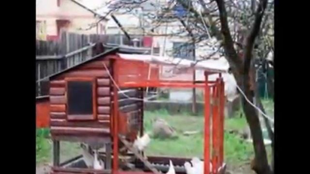 Уютный дом-Уютный домик для домашней птицы смотреть онлайн