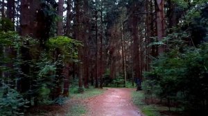Футаж Дорога в Лесу. Лето, Красивый Летний Лес, Лесная Дорога. Видеофутажи. Футажи для Видеомонтажа