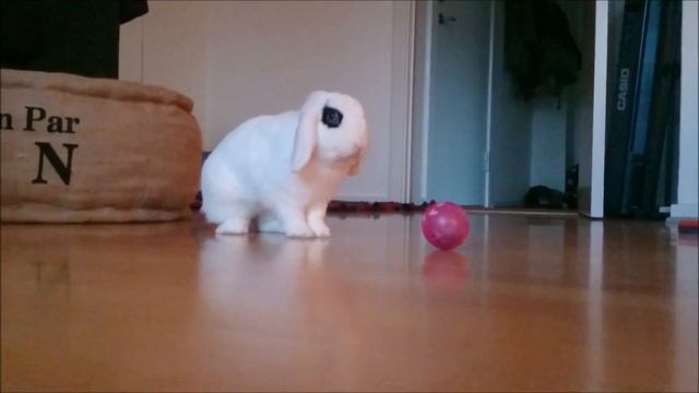 The FoodBall Game смотреть онлайн