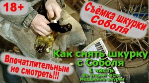 Как снять шкурку с соболя (Впечатлительным не смотреть!!!)