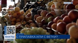 Сезон фруктов: сколько стоят местные и импортные абрикосы в Краснодаре
