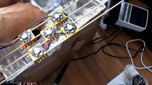 Выращивание кактусов из семян