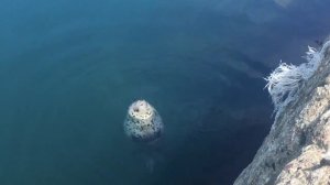 Сахалин .Нерпа Сахалин.22 июня 2021 г.