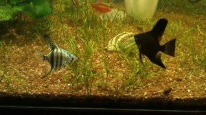 Кормление Скалярий замороженным мотылем и кормление Анциструса огурцом