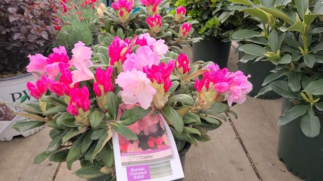Rhodendron 'Crete' // A CHANGING Palette of Colors...WOW смотреть онлайн