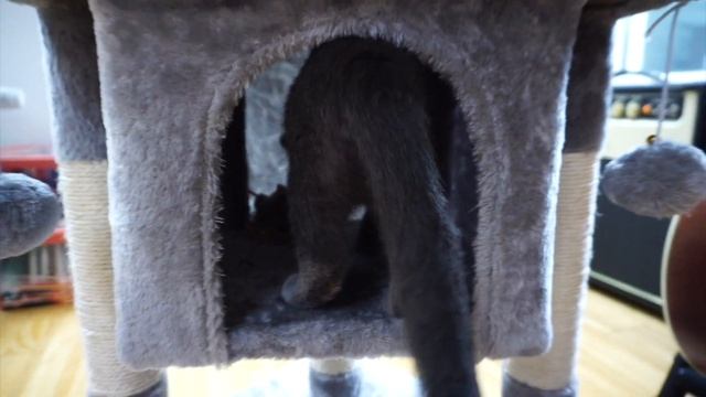 В ГОСТЯХ У КОТЁНКА ЭЛЛИ. ВЕНА - АВСТРИЯ. смотреть онлайн